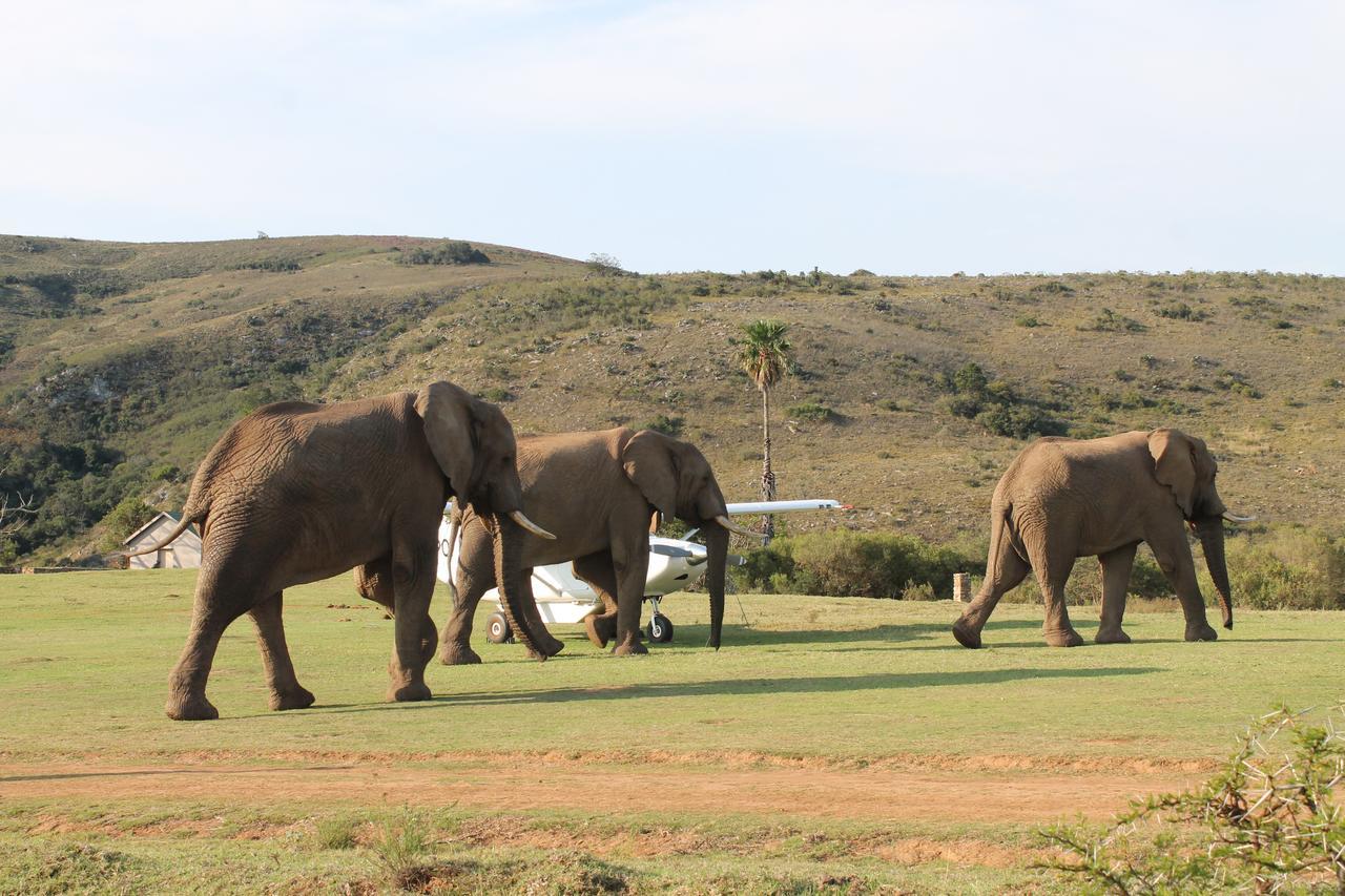 Addo Elephant Lodge & Safaris Kirkwood المظهر الخارجي الصورة