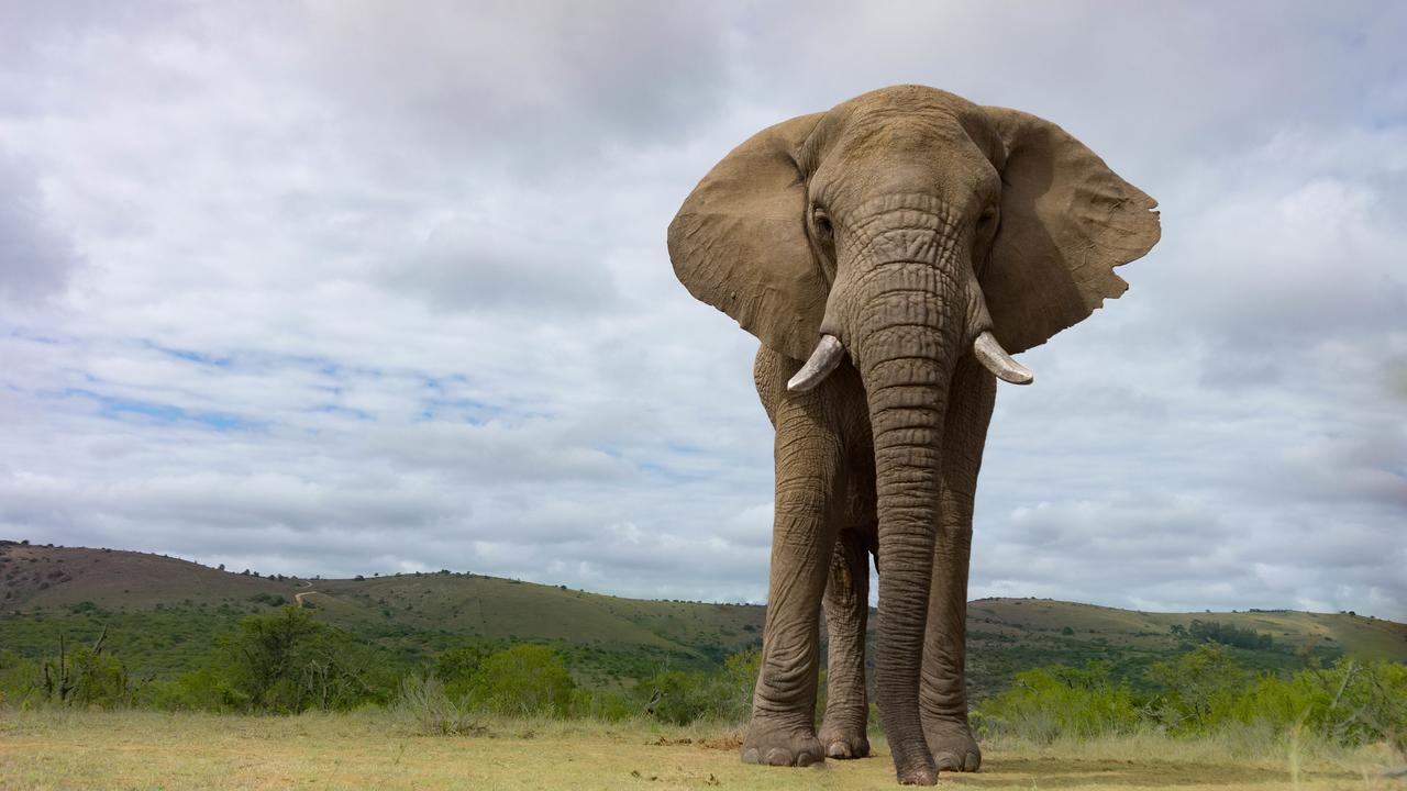 Addo Elephant Lodge & Safaris Kirkwood المظهر الخارجي الصورة