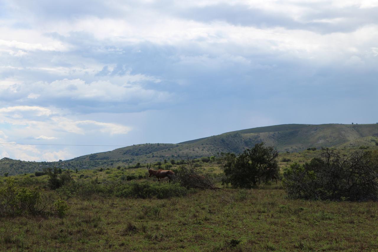 Addo Elephant Lodge & Safaris Kirkwood المظهر الخارجي الصورة