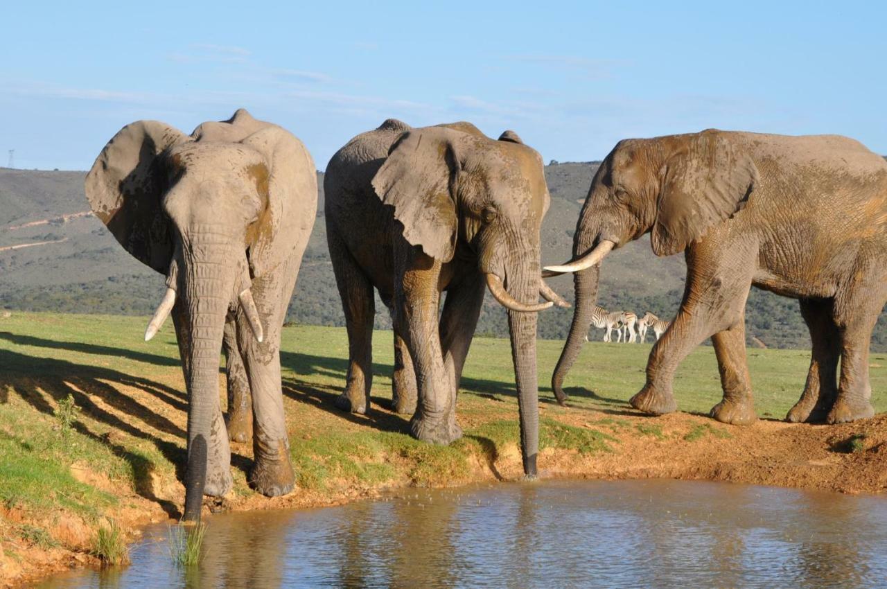Addo Elephant Lodge & Safaris Kirkwood المظهر الخارجي الصورة